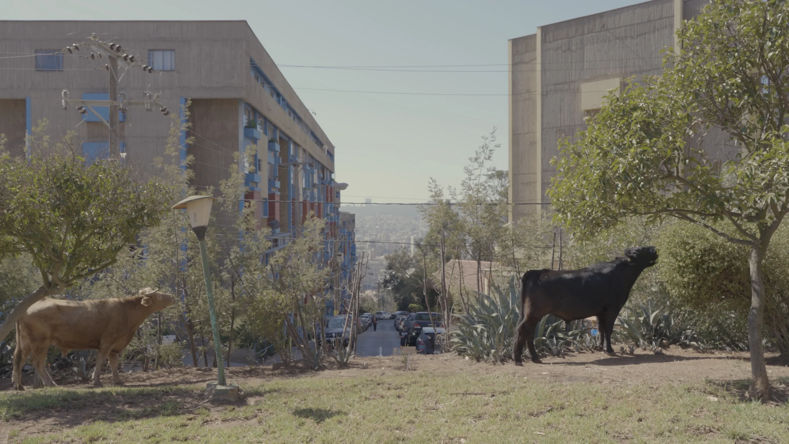 Siete hermanas vina del mar vacas